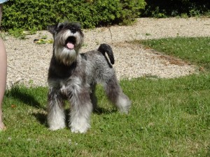 JR étalon schnauzer nain poivre et sel à l'élevage de la Forêt Enchantée