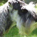 tête de schnauzer nain poivre et sel JOHN ROSS