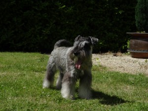 Schnauzer nain poivre et sel mâle TAJINASTES SI SI SI (JR)