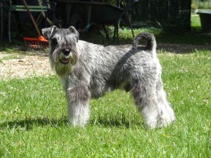 schnauzer nain poivre et sel JOHN ROSS