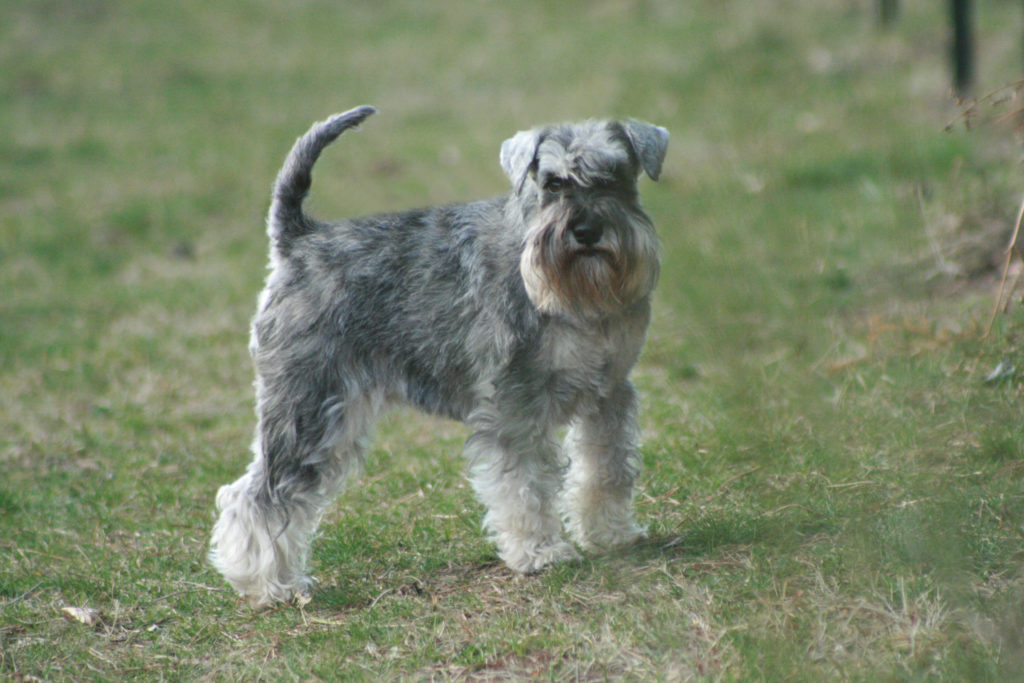 MANOTERAS GULA GULA  - schnauzer nain poivre et sel