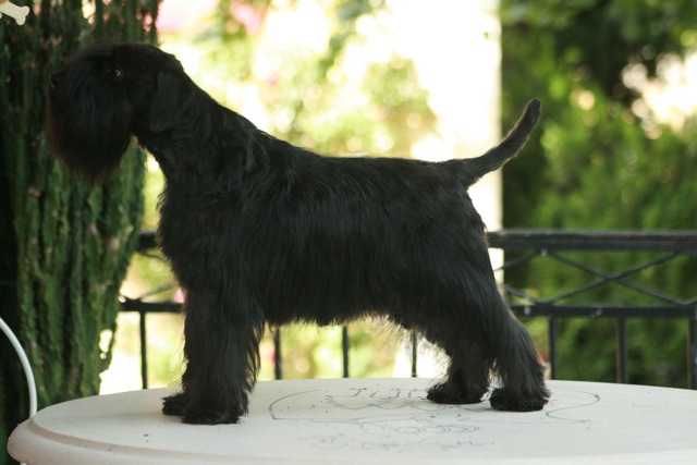 Schnauzer nain noir Indiana de la Forêt Enchantée