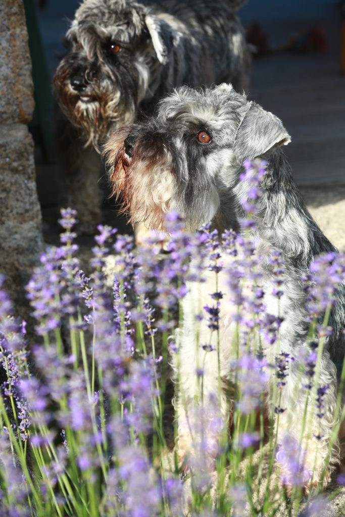 SCHNAUZER NAIN JOHN ROSS 5 ANS POIVRE ET SEL