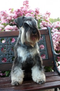 la mère de notre chienne schnauzer nain poivre et sel Fannie