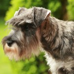 schnauzer-nain-poivre-et-sel-angelique-de-la-foret-enchantee-_05