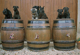 les 7 schnauzers nains de la Forêt Enchantée sur des tonneaux