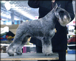 Père de notre chienne schnauzer nain poivre et sel Fannie