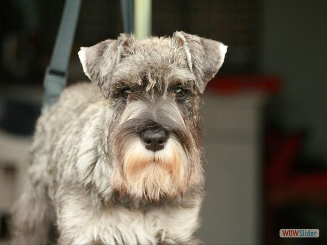 une vrai tête de schnauzer