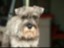 une vrai tête de schnauzer