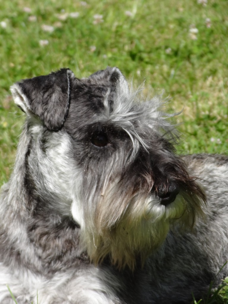 schnauzer nain étalon à l'élevage de la Forêt Enchantée