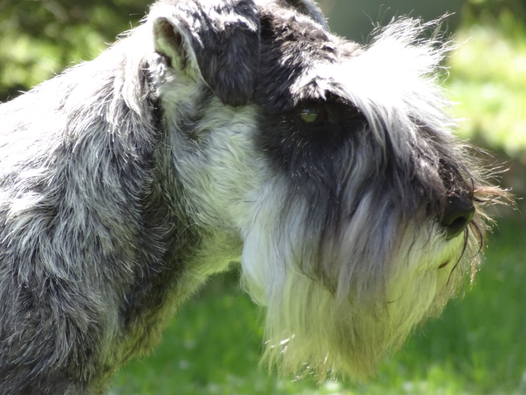 tête de schnauzer nain poivre et sel JOHN ROSS