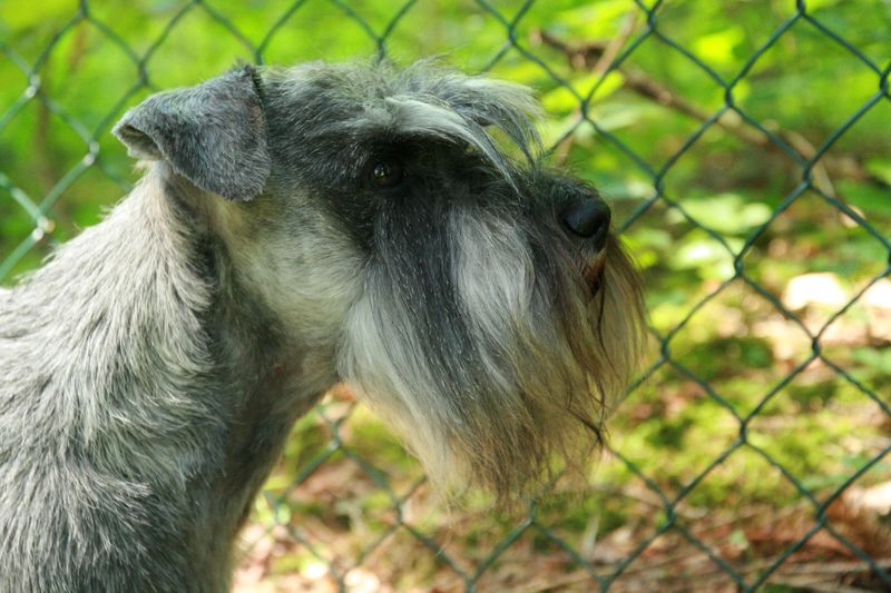 Tête de schnauzer nain poivre et sel à l'élevage De La Forêt Enchantée