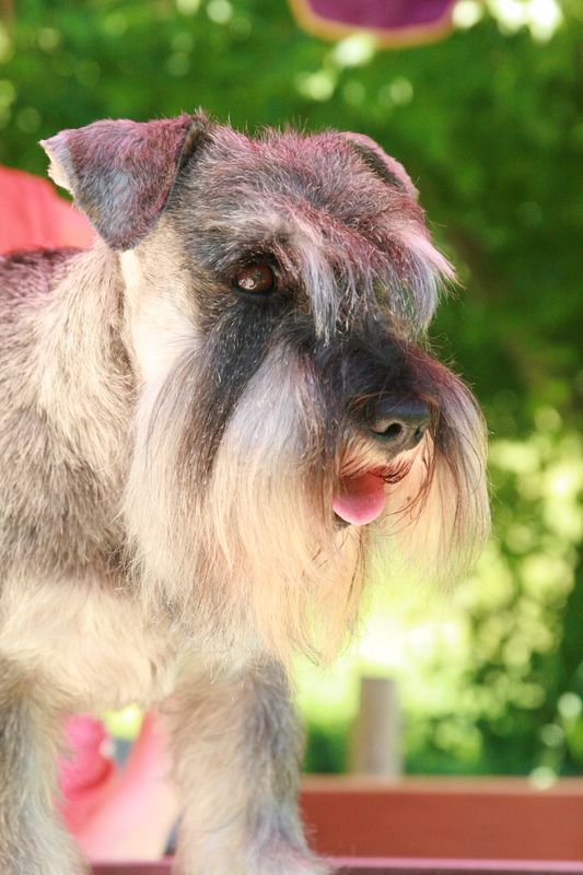 Schnauzer nain poivre et sel Gigolo de Lordship's 