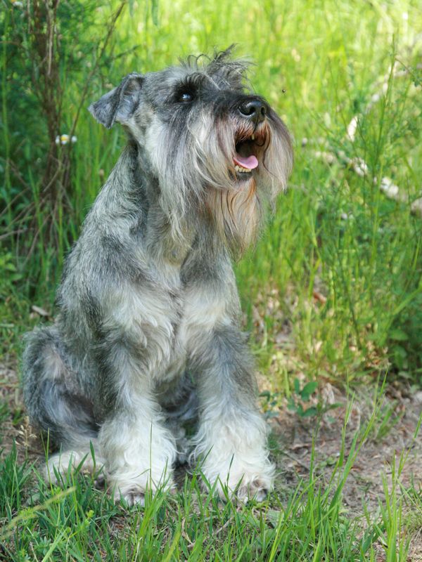 Schnauzer nain poivre et sel Gigolo en France