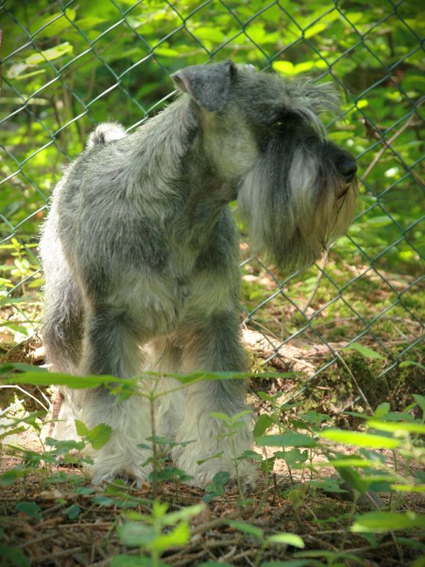 Schnauzer nain poivre et sel Gigolo appartenant à Fabien Waldmann en France