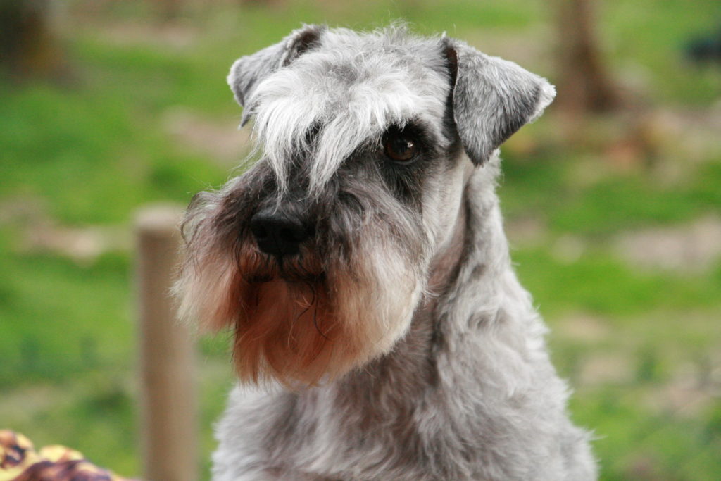 John Ross - Schnauzer nain poivre et sel De La Forêt Enchantée