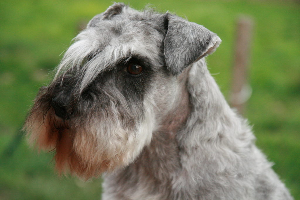 Schnauzer nain poivre et sel de 10 ans à La Forêt Enchantée