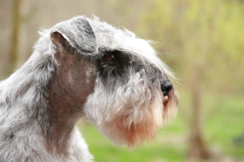 John ROSS - Schnauzer nain poivre et sel de 10 ans en 2023