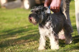 milky way schnauzer nain poivre et sel