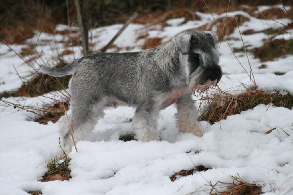 un schnauzer nain déguisé en panthère des neige 