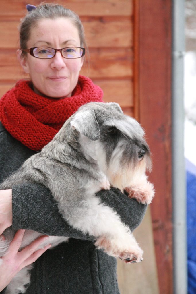 Schnauzer nain poivre et sel dans les bras de son éleveuse