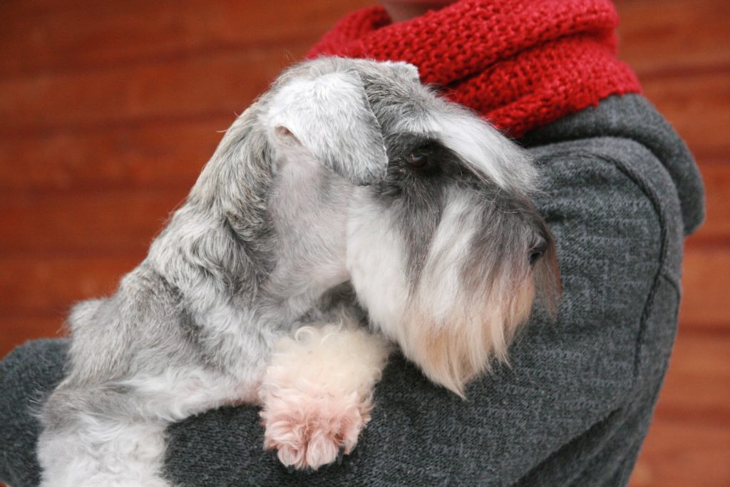 Le Schnauzer nain poivre et sel et sa barbe