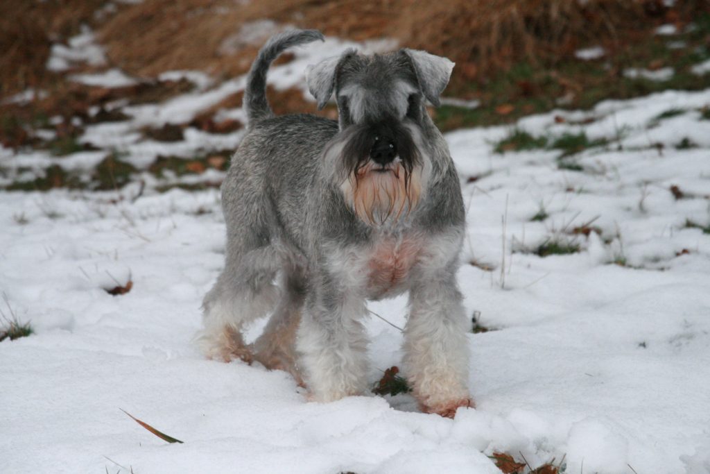 Schnauzer nain poivre et sel Renata De La Forêt Enchantée