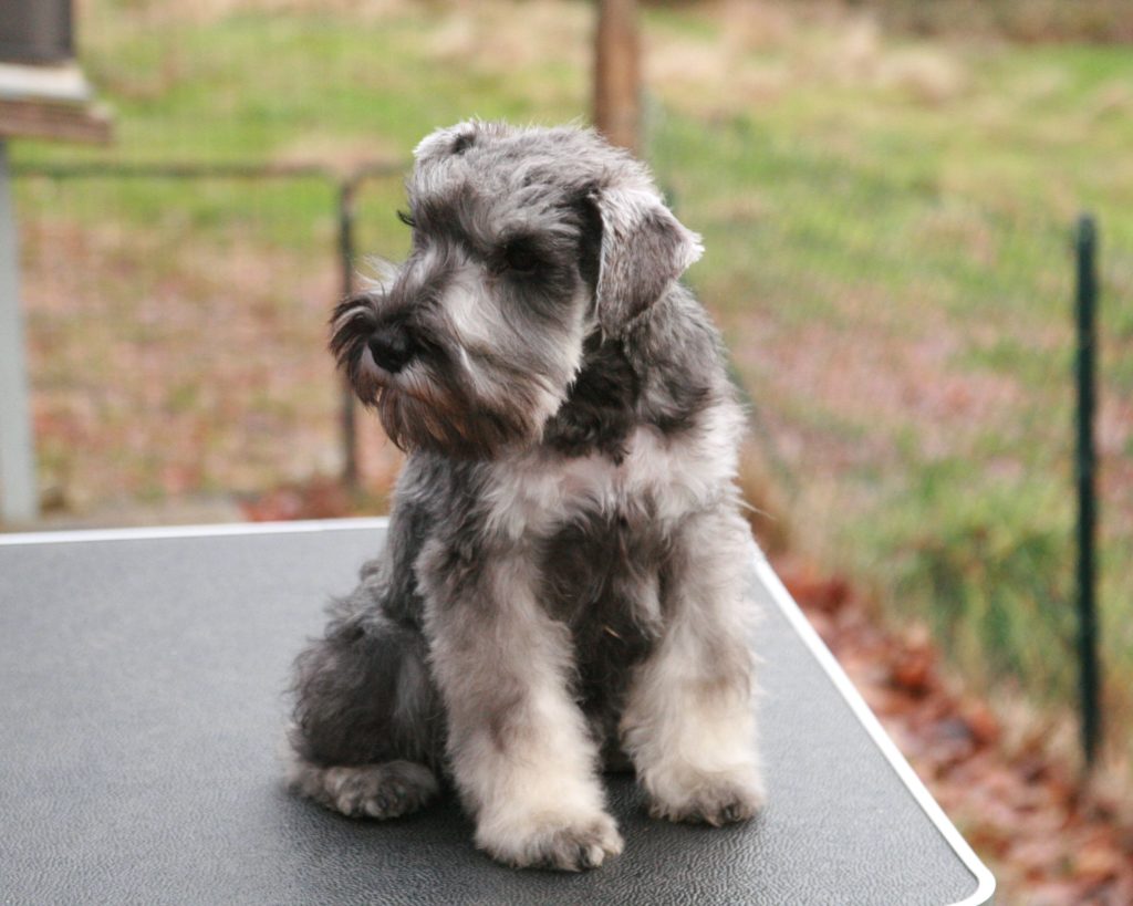 Chiot Schnauzer nain Ultra Man