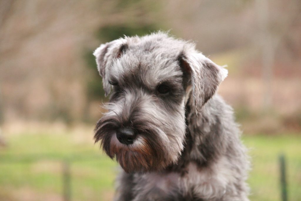 Schnauzer nain poivre et sel 3.5 mois