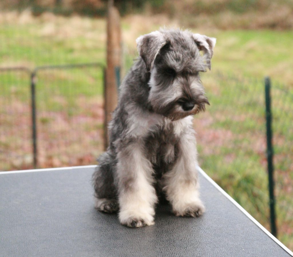 chiot schnauzer nain poivre et sel Ultra man