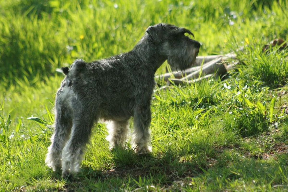 Chiots schnauzer nain poivre et sel 2019 nés le 27 mai